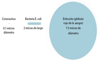 Tamaño el covid-19 en comparación de otros virus / Programa Universitario de Investigación en Salud, UNAM