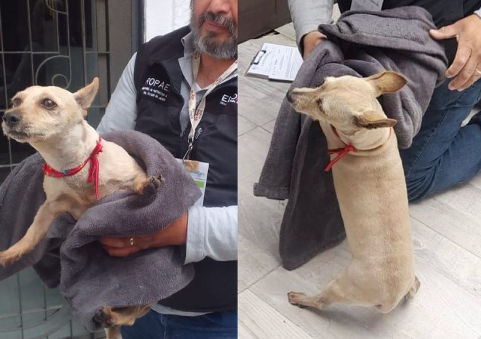 Perro Licenciado Edomex: agresor del animal ofrece disculpas