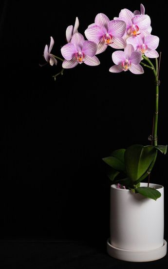 Las orquídeas a pesar de no tener aroma, se les acerca por su humedad, ya que estas conservan mucha agua
