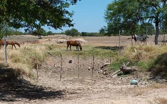 Lalo Mora abre puertas de su rancho en NL / Erik Solheim Rocha