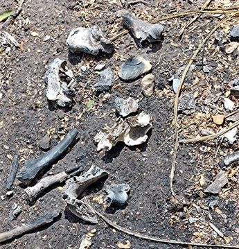 Desafío de Identificación: Más de mil cuerpos sin nombre en Tamaulipas. | Especial