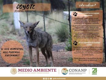 Coyote, especie endémica de la Reserva de la Biósfera Parque Nacional Izta-Popo