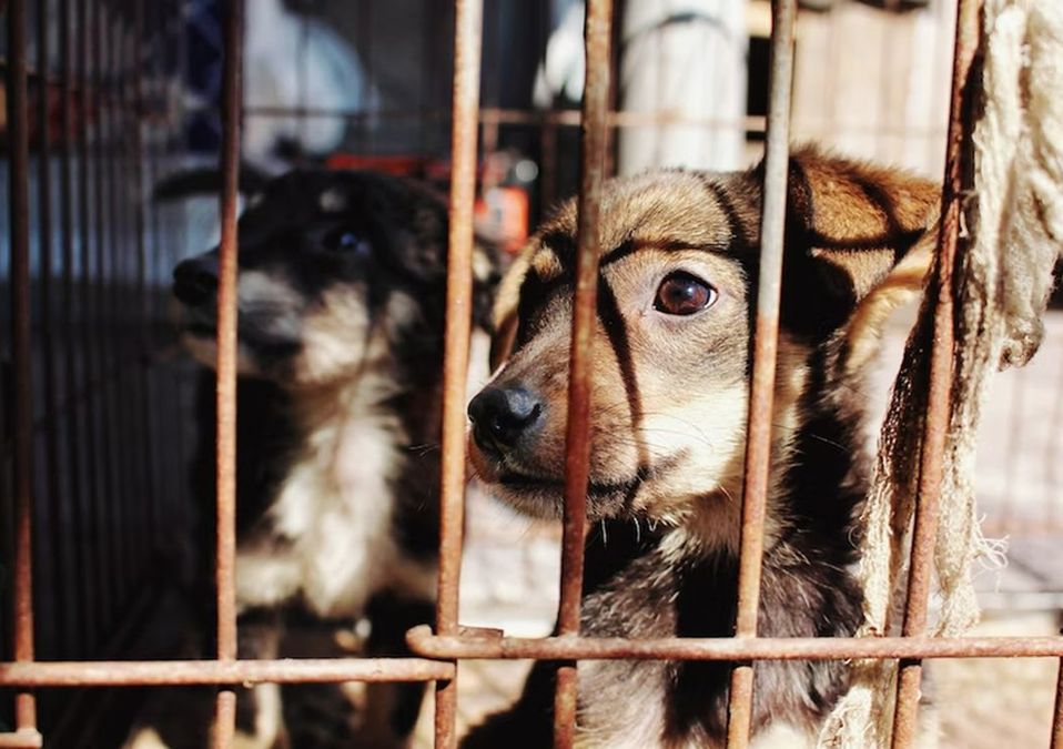 Maltrato animal en CdMx y Edomex | Unsplash