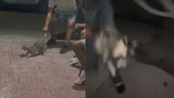 En el material audiovisual, se escucha a los involucrados reír mientras el agresor sujeta al felino por la cola.