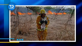 Rescate de perritos tras incendio en a Carretera Nacional | Especial