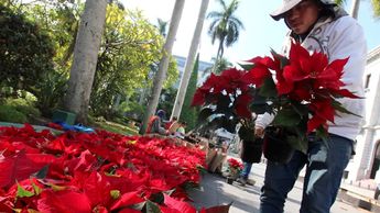"Nos preparamos desde el mes de febrero": Productor de nochebuena, Xochimilco