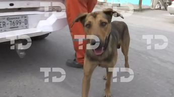 Torreón: Perro es adoptado por La Ola tras detención de acumuladores