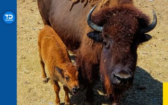 Mamá y bebé bisonte en La Pastora en Monterrey | Especial