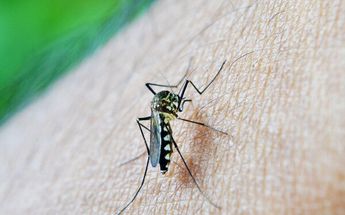 Durango: gobierno combate mosquito transmisor del dengue