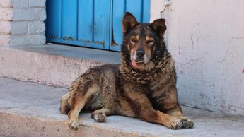 La propagación del gusano barrenador no solo afectaría a animales callejeros, sino también a mascotas / Agencia Es Imagen