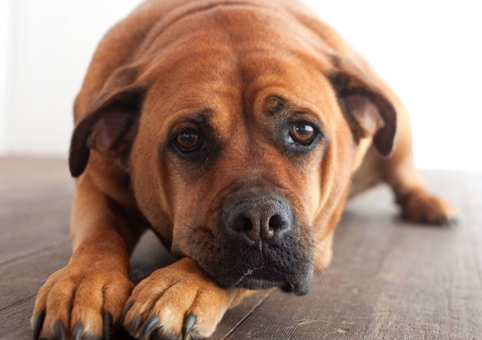 Integrantes de la organización TAC exigen justicia por el perro que fue agredido (Imagen ilustrativa CANVA)