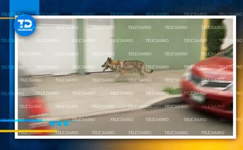 Lobo es perseguido por autoridades en calles de la GAM / Telediario CdMx