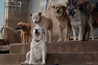 Los animales rescatados esperan una nueva oportunidad mientras reciben cuidados en Adopta MX. (Guillermo Quintero)