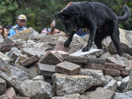 Ante un derrumbe provocado por un sismo, los perros rescatistas salen en acción | Cuartoscuro