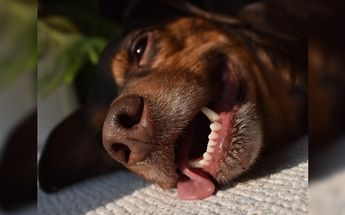 Actuar de inmediato ante un golpe de calor en mascotas /Pixabay