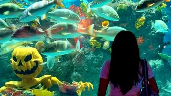 El Acuario Michín CdMx cuenta con diversas especies marinas | Instagram
