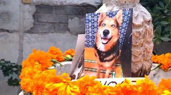 Más de 200 fotos fueron colocadas en la ofrenda dedicada a todas las mascotas de Tehuacán / Especial