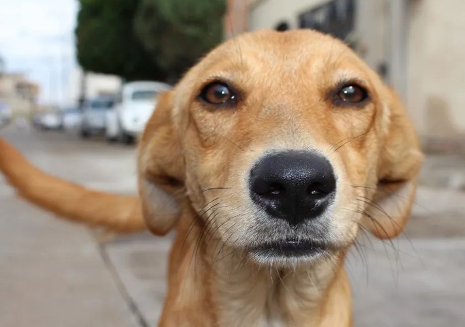 Nuevo León prohibirá venta de perros y gatos provenientes de criaderos a partir de mayo 2023