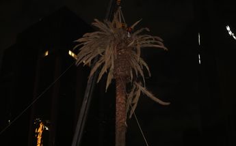 Labores para retirar la palmera de Reforma / Javier Ríos