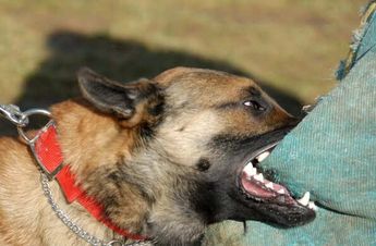 La mordida de un perro puede causar una enfermedad viral conocida como la rabia.