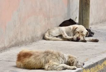 Jauría de perros callejeros causa temor en colonia de Torreón