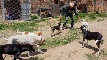 Don Paco se encarga de tareas de limpieza y cuidado en el refugio Amor es Perros | Melanie Torres
