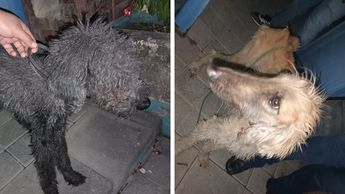 Perros que fueron rescatados en Guadalajara / Especial