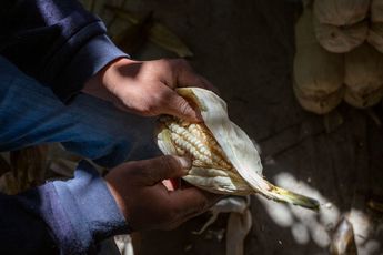 Hojas de maíz para envolver tamales | Andrés Lobato