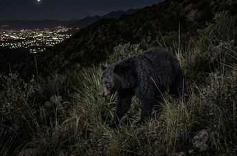 Habitantes señalaron que era la primera vez que observaban un oso en esa zona, situación que generó sorpresa.| Imagen temática creada con Gemini IA.