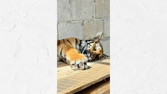 El ejemplar de tigre de cinco meses se encuentra bajo observación en la Unidad de Rescate de Fauna Silvestre de Tlajomulco | Foto: Gobierno Tlajomulco