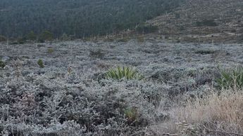 El fenómeno se atribuye al sereno nocturno, que al combinarse con el descenso térmico forma una capa de hielo sobre las plantas y el suelo. | Cortesía