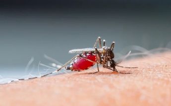 Dengue hemorrágico / Especial