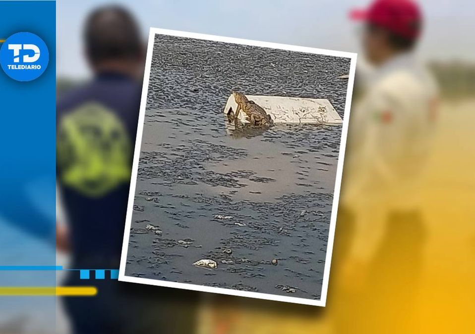 Ha habido avistamientos de cocodrilos en Cuautitlán Izcalli al menos desde 2020./ Foto: Gobierno de Cuautitlán Izcalli y redes sociales.