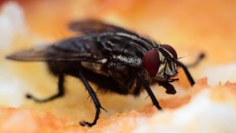La mosca domestica es la más común en hogares en temporadas de calor.| Especial
