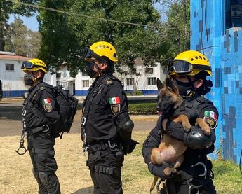 Niki, la nueva cachorrita de la Secretaría de Seguridad Ciudadana