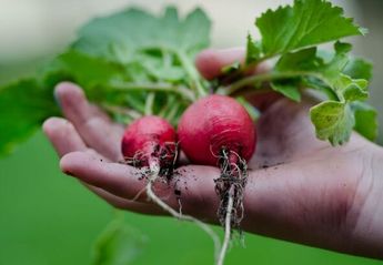El rábano puede ayudar a prevenir infartos y derrames cerebrales