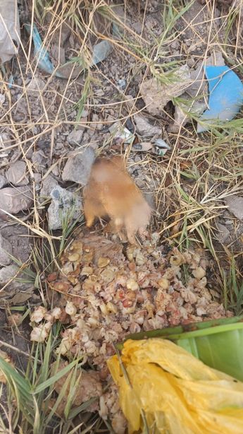 Mano humana encontrada en pozole / Usi Toledo