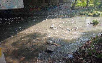 Mueren decenas de peces por presunta contaminación en el río La Silla. | José Luis Marroquín