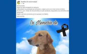 Fallece el perrito 'Elektro' de un infarto a causa de pirotecnia; fue adoptado por empleados de Elektra