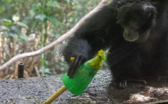 "Estos hielos y paletas se les ofrecen a los primates": Ojeda Chávez / Twitter: @SEDEMA_CDMX