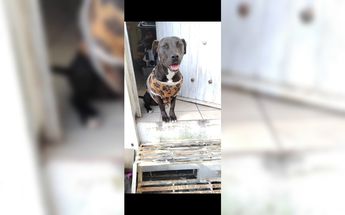 Ella es Cloe, la perrita extraviada / Especial