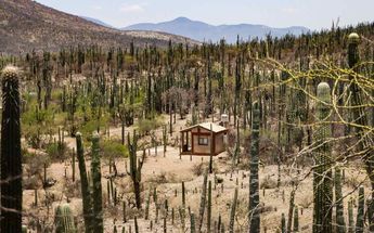 En la Reserva de la Biosfera Tehuacán-Cuicatlán hay hasta 16 cactus por metro cuadrado | Anel Esgua | Es Imagen