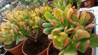 La planta del dinero | Suculentopedia