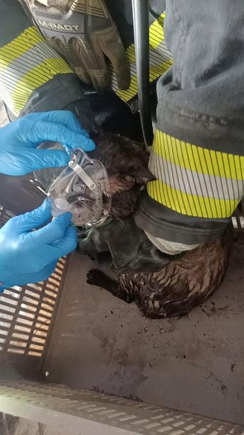 El felino fue atendido con una máscara de oxígeno. | Protección Civil de Guadalajara