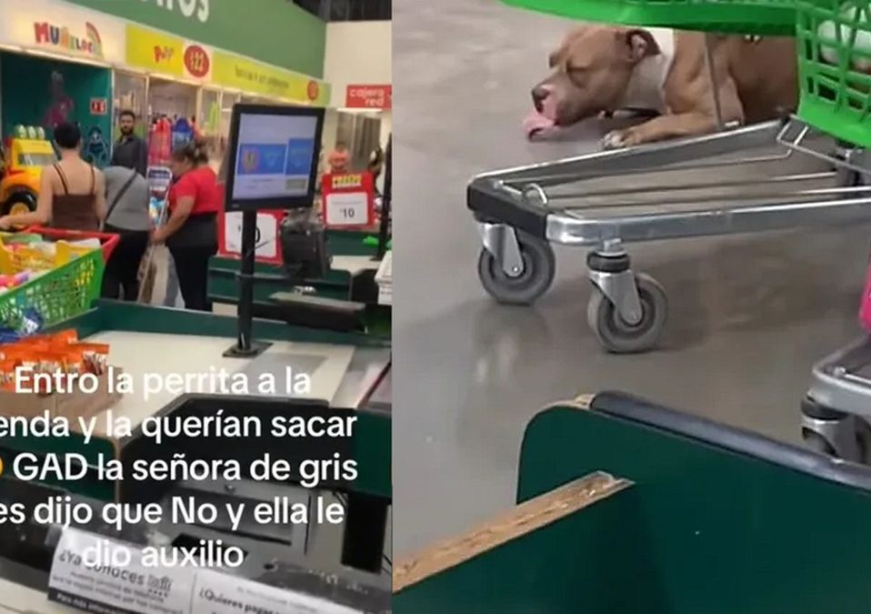 Perrita embarazada | Especial