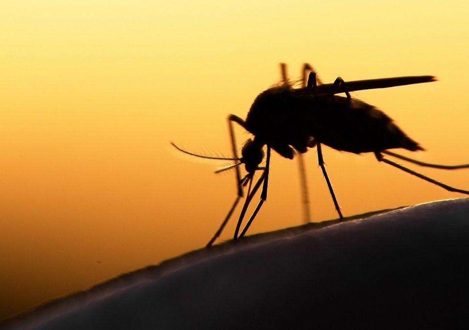Casos de dengue en Puebla 2023