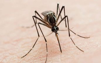 Los casos de dengue van en aumento en Nuevo León. | Archivo