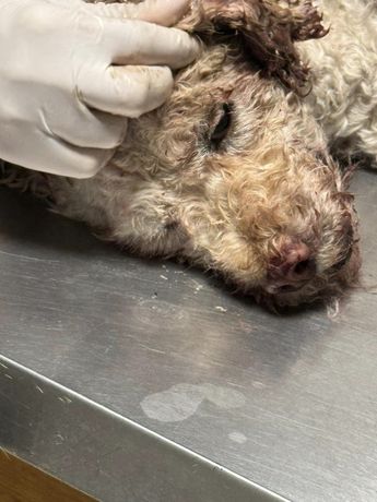 Influencer poblana llevó a la veterinaria a un perro que fue atropellado  / Especial