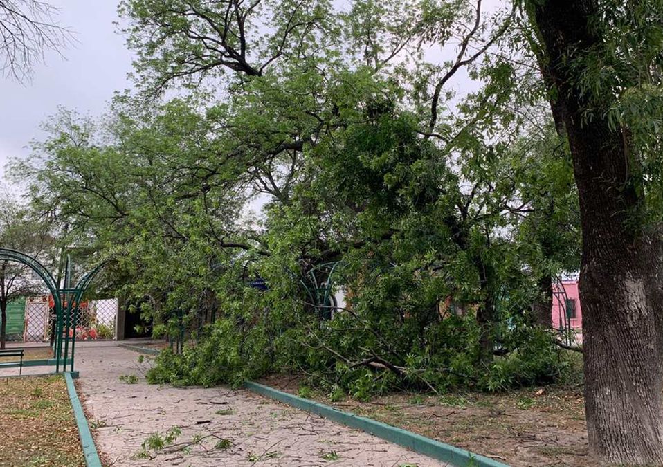 Árbol colapsa tras fuertes vientos en el Centro de Monterrey. / Pedro Delgado