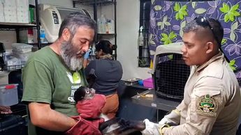 Tras el incidente, el ejemplar mostró una respuesta neurológica disminuida durante las primeras horas | Gobierno de Tlajomulco